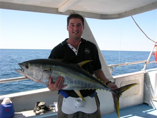 Yellowfin Tuna - Shoals